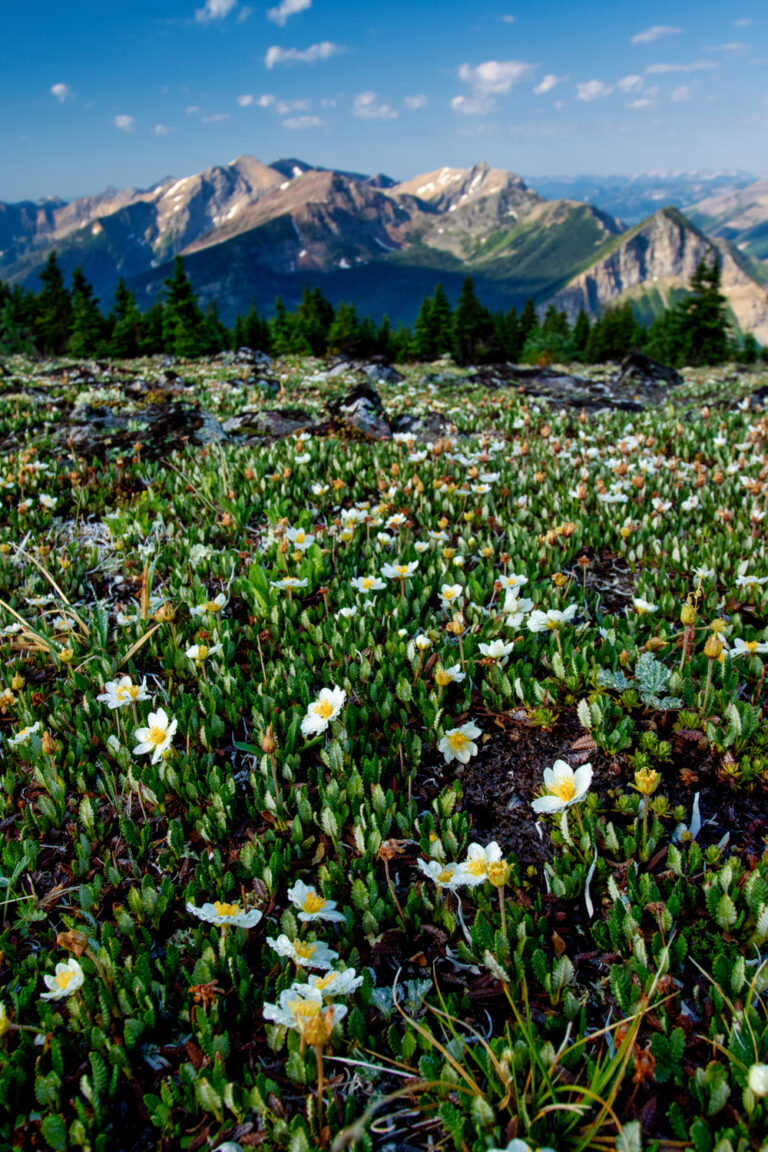 mountains wildflowers