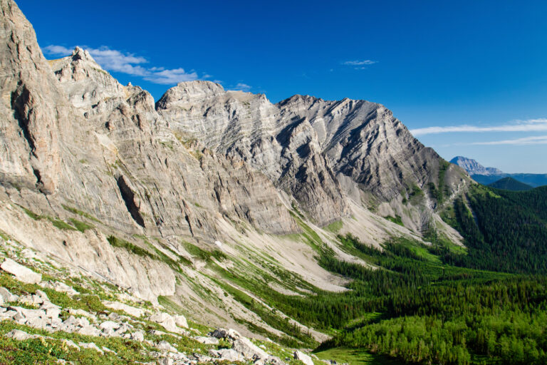 mountains forest