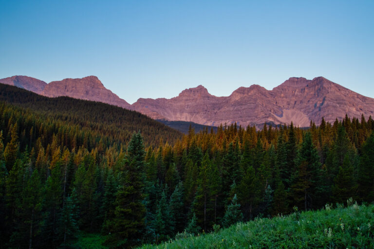 mountains forest