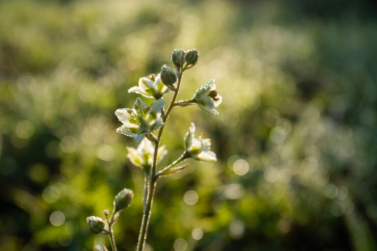 wildflower dew