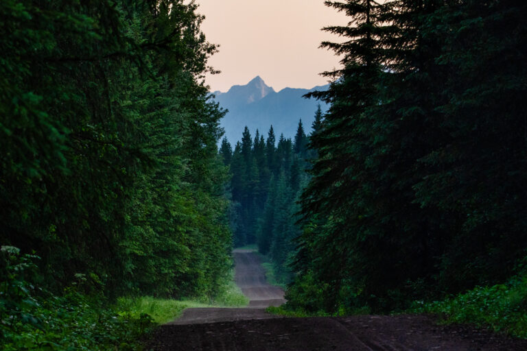 road forest mountain