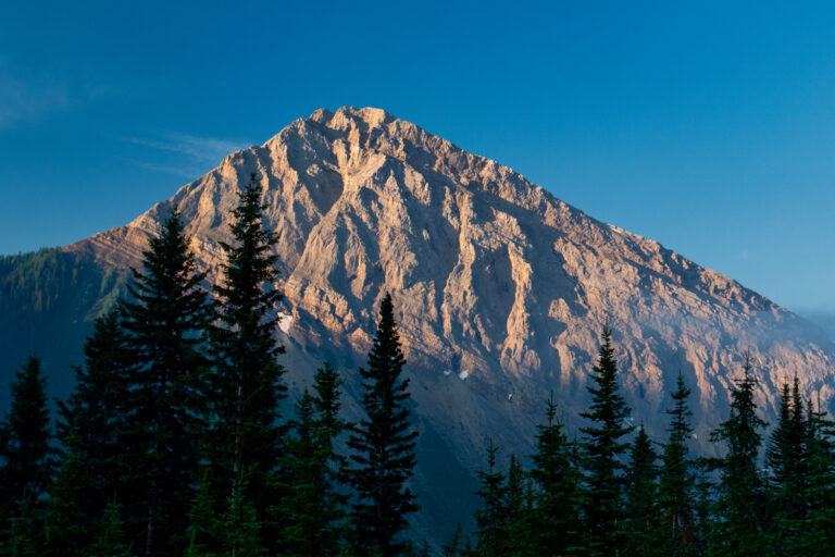 mountain forest