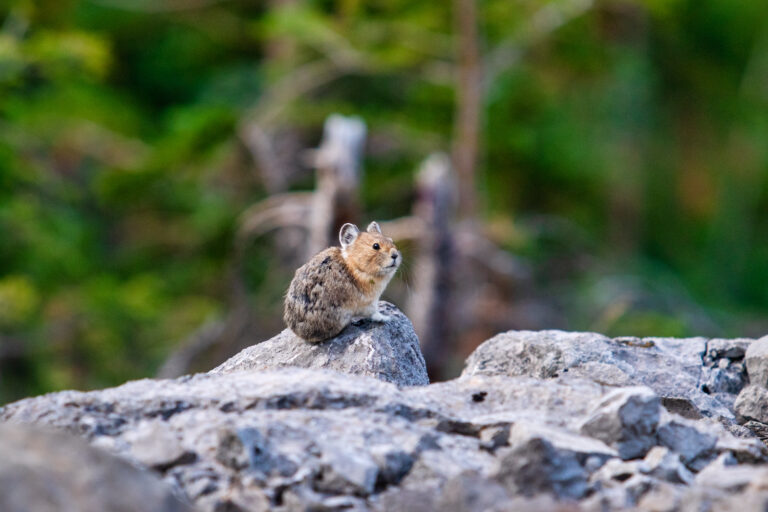 wildlife pika