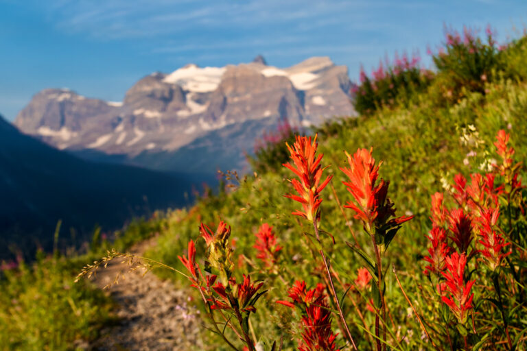 mountains trail wildflowers