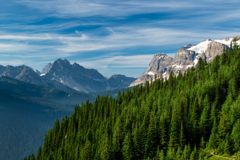 mountains forest