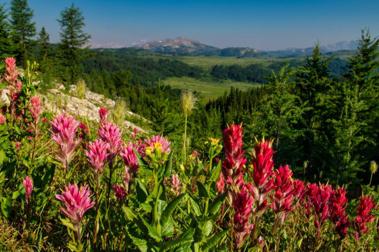 wildflowers mountains