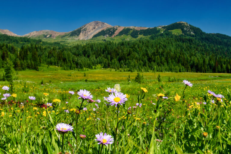 wildflowers mountains