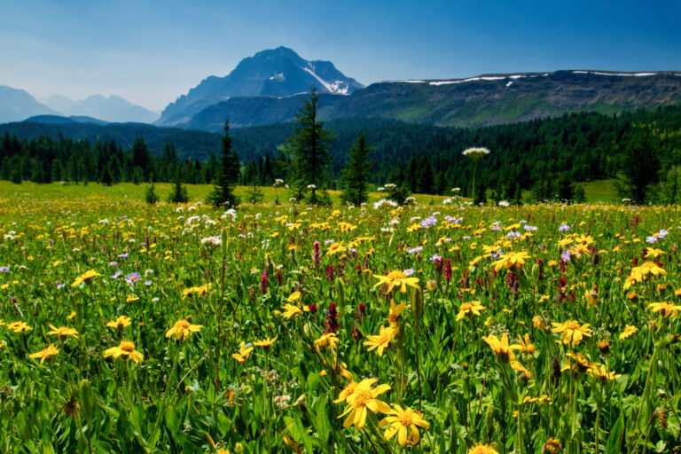 wildflowers mountains