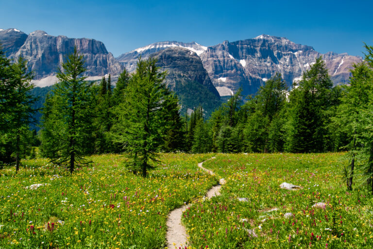 trail wildflowers mountains