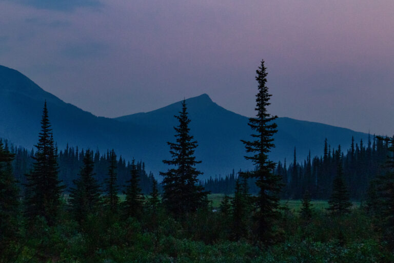 forest mountains