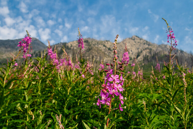 wildflowers mountains