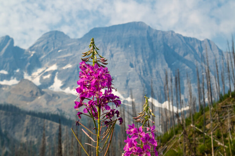 wildflowers mountains