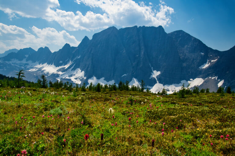 wildflowers mountains