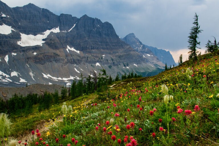 wildflowers mountains