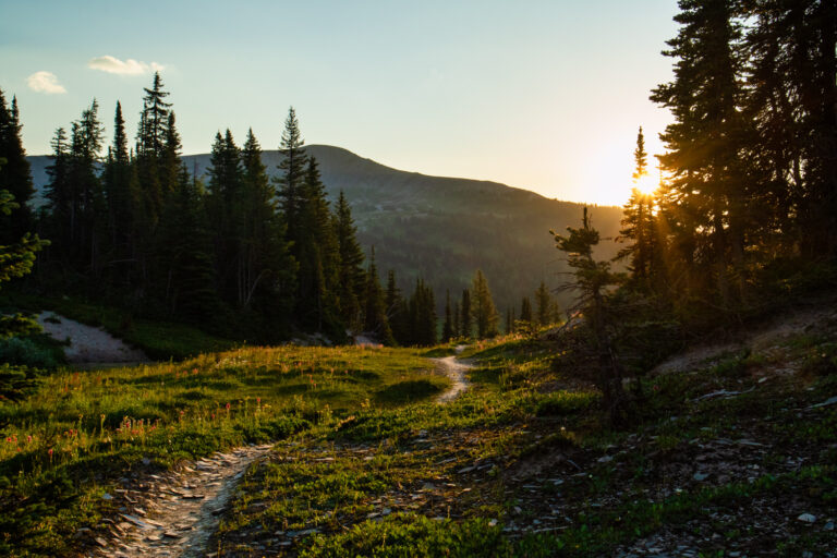 trail forest sunrise