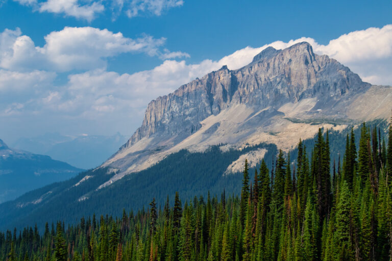 forest mountains