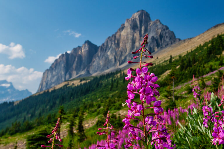 wildflowers mountains