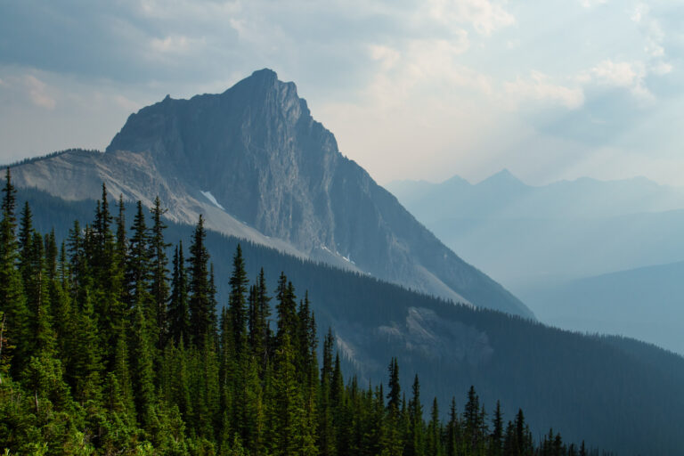 forest mountains