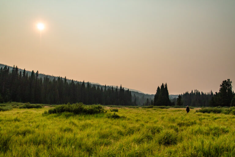 hiker meadow forest