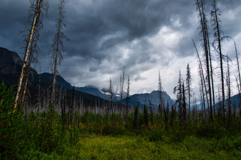 forest clouds mountains