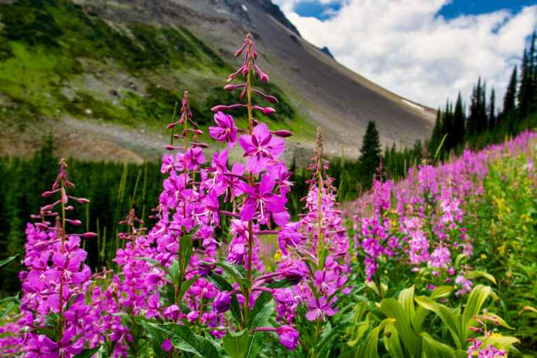 wildflowers