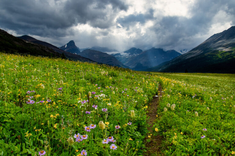 trail wildflowers mountains