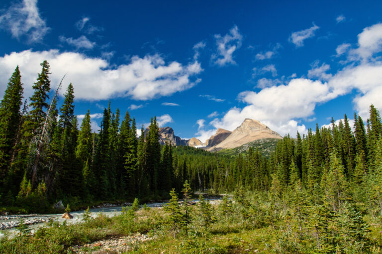 river forest mountains