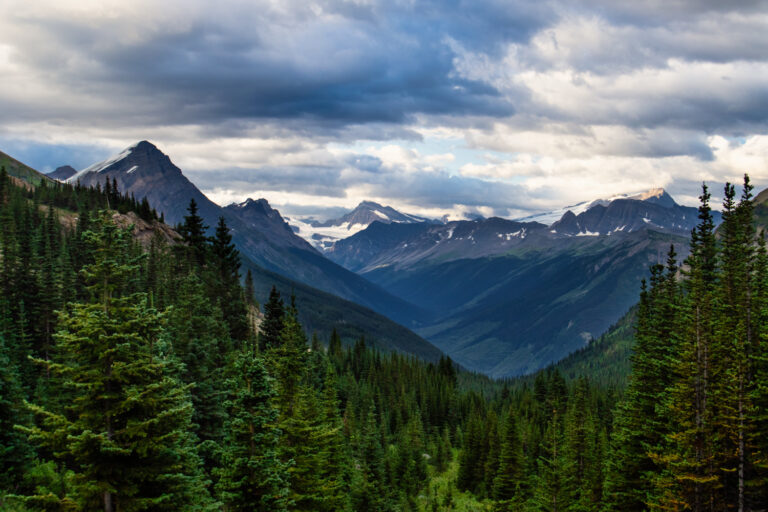 forest mountains