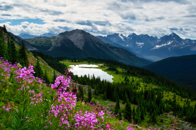 mountains wildflowers lake