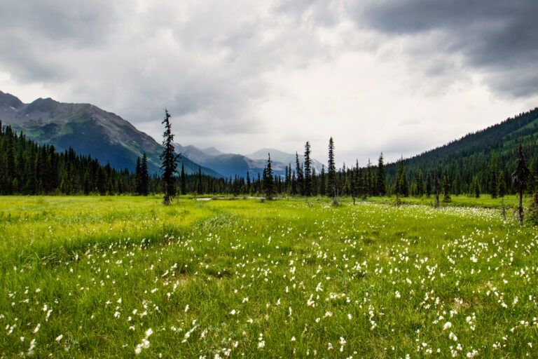 mountains meadow