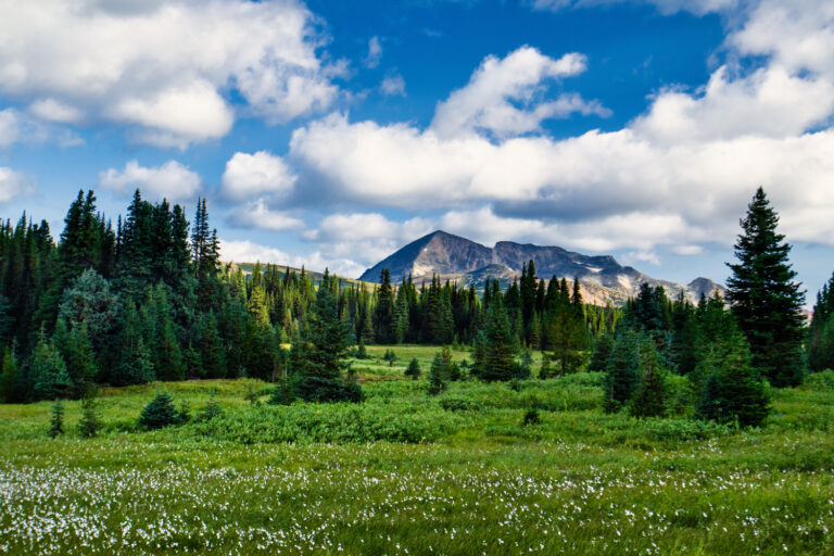 mountains forest