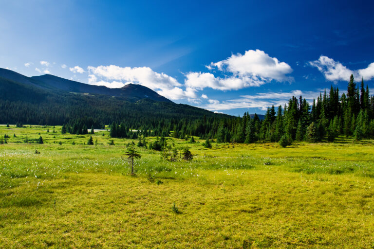 mountains meadow