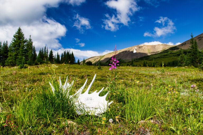 mountains antlers