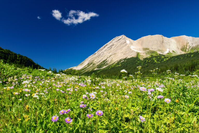 wildflowers mountains